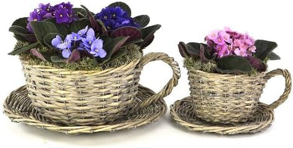 2 Willow Teacup Planters
