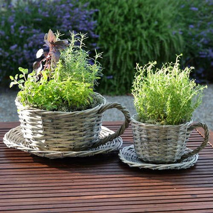 2 Willow Teacup Planters