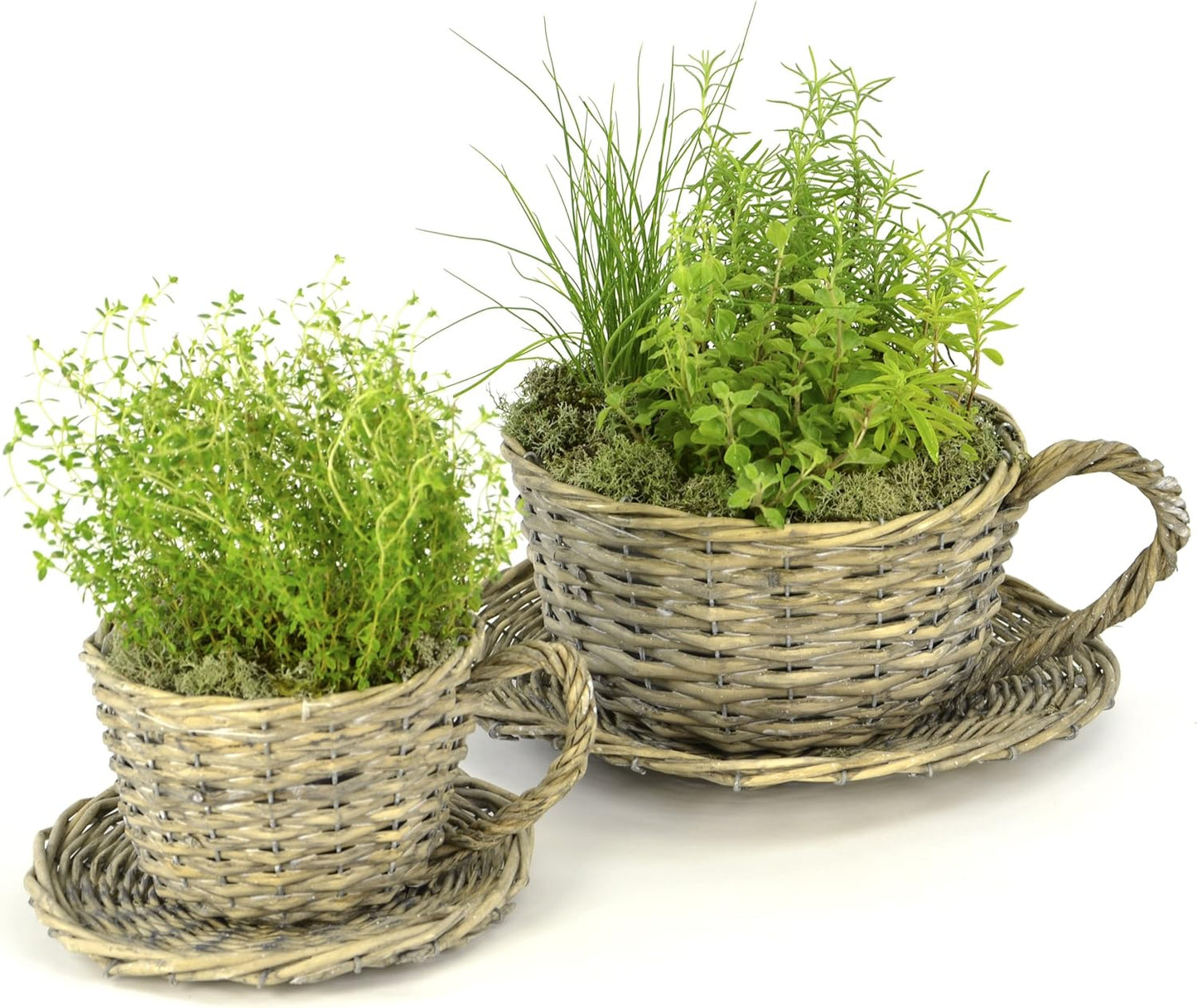 2 Willow Teacup Planters