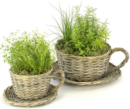 2 Willow Teacup Planters